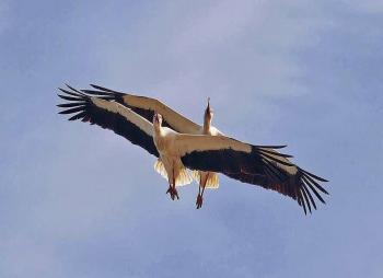 Лелеченьки