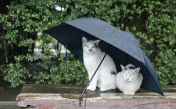 Благодатний дощ