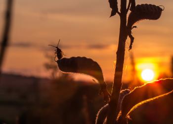 В колисанці Дивосвіту