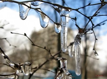 БУРУЛЬЧИНІ  СЛЬОЗИ