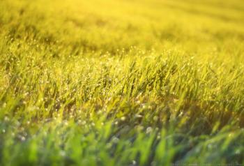 Росяний ранок