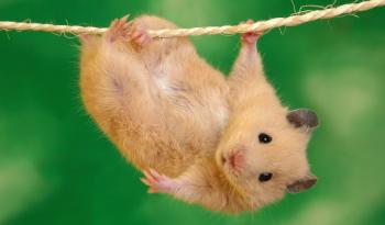 Палке сонце Біллі Бома