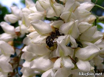 Акацій білих вій