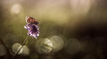 Награна безхмарність