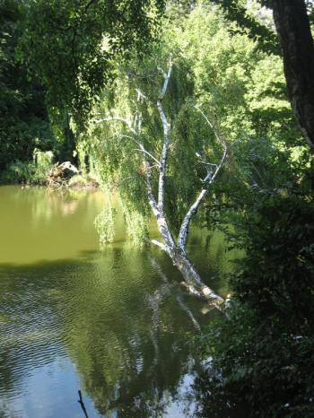 Жовті кульбабки