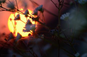 Коли ніч засіє зорі...