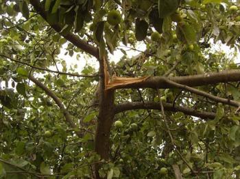 Зламана гілка