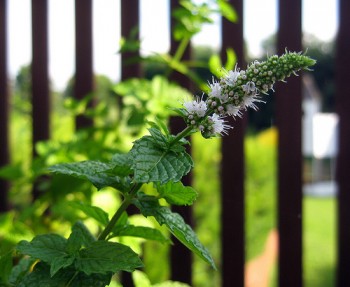 ХОЛОДНА М‘ЯТА