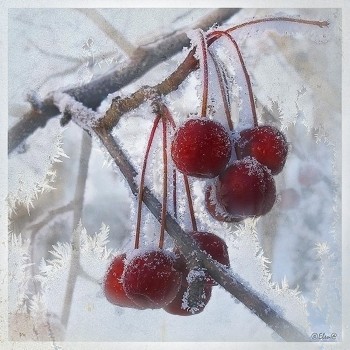 ВИШНЯ  У СНІГУ