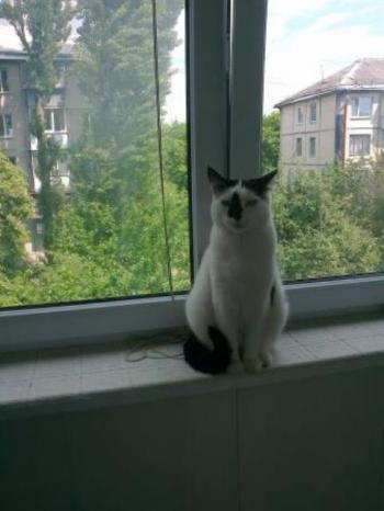 Білий кіт з чорною ознакою