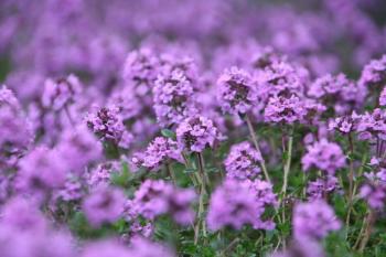 Вітри над чебрецями