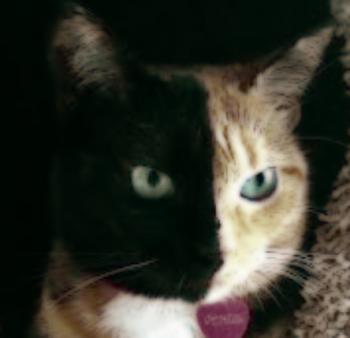 Перевертень