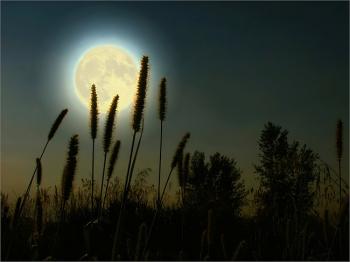 Разнотравное