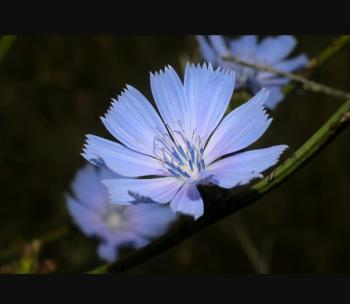 З цикорію блакитної жаги
