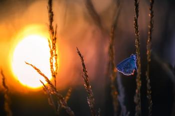 В колисанці завітрених колось