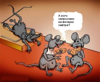 Безкоштовний сир