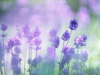 Мить лілової тиші тремкої