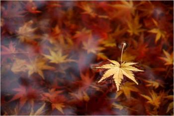 Про Гламур і Сосиски