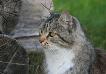 Сумна замальовка