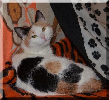 Пошуки Киці Мури