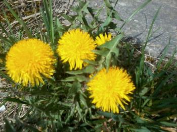 Цвіт кульбаби