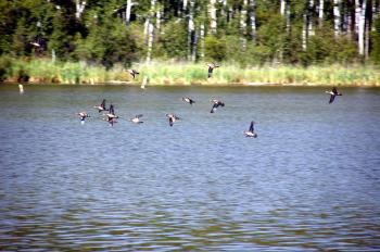 Пізньої осені