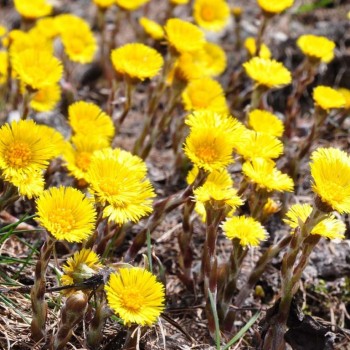 МАТИ-Й-МАЧУХА