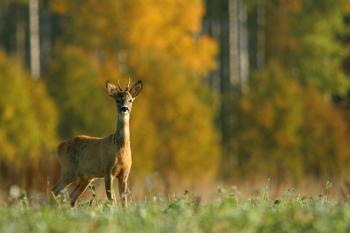 Бродить косулею осінь…