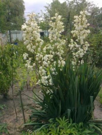 Невісточка