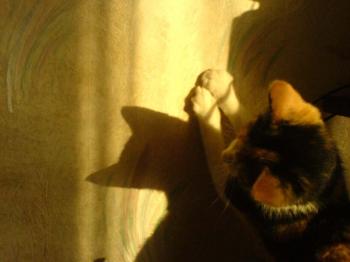 Сонячний шмат