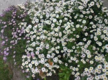 Різдво-день