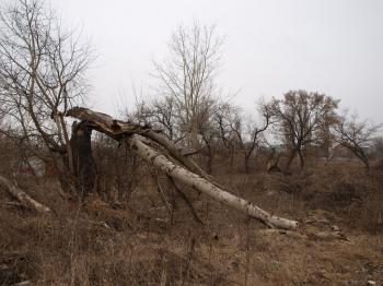 Мачуха війна