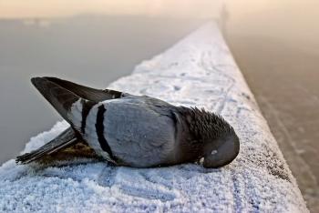 Йшов на скін сірий день...