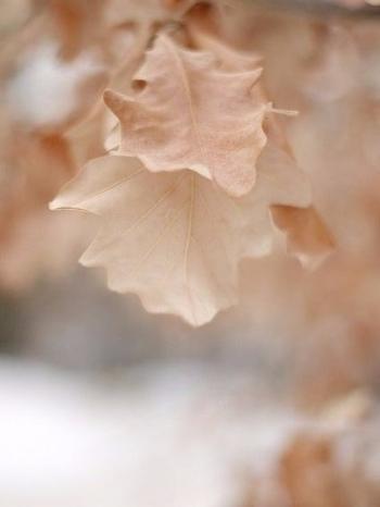 Свята Осінь