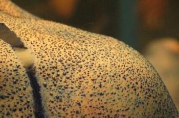 Зомбі-Україна