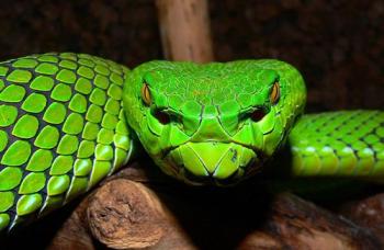 Заздрий гаспид