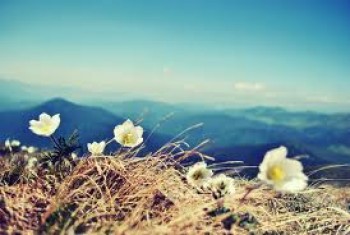 Едельвейси