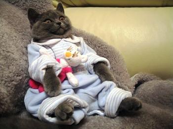 Киця,  Киця,  де була?