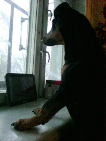 Крига,  вітер,  два собаки