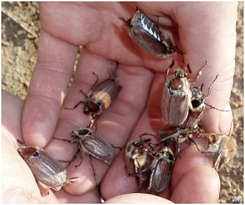 ХРУЩАНАВА НАКЛЕНУКІ