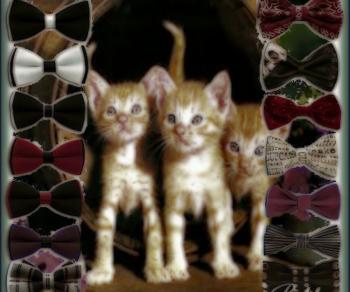 Котячий шопінг