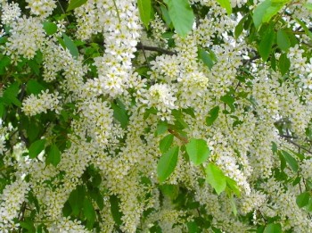 ЧЕРЕМУХА В САДУ