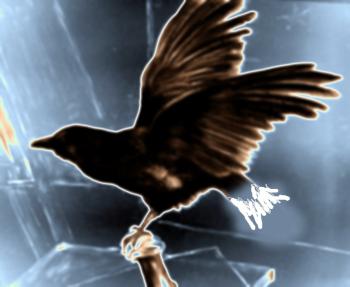 Куца Ворона