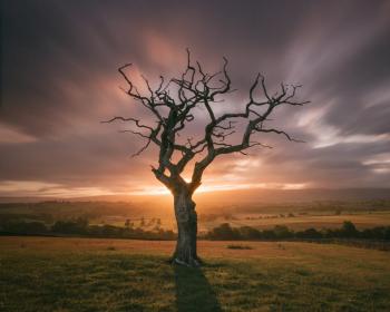 Липовий чай