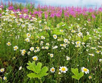 Медове Різнотрав’я