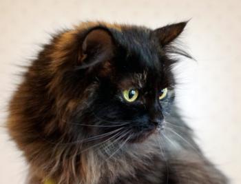 Киця Мура – Марічка