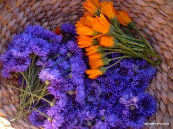 КОЛЬОРОВІ СНИ