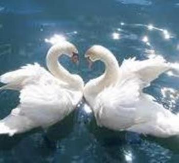 Два крила на двох