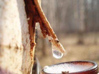 Березова кров