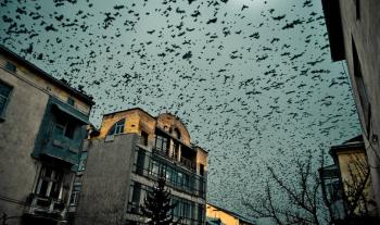 Вороння над Львовом